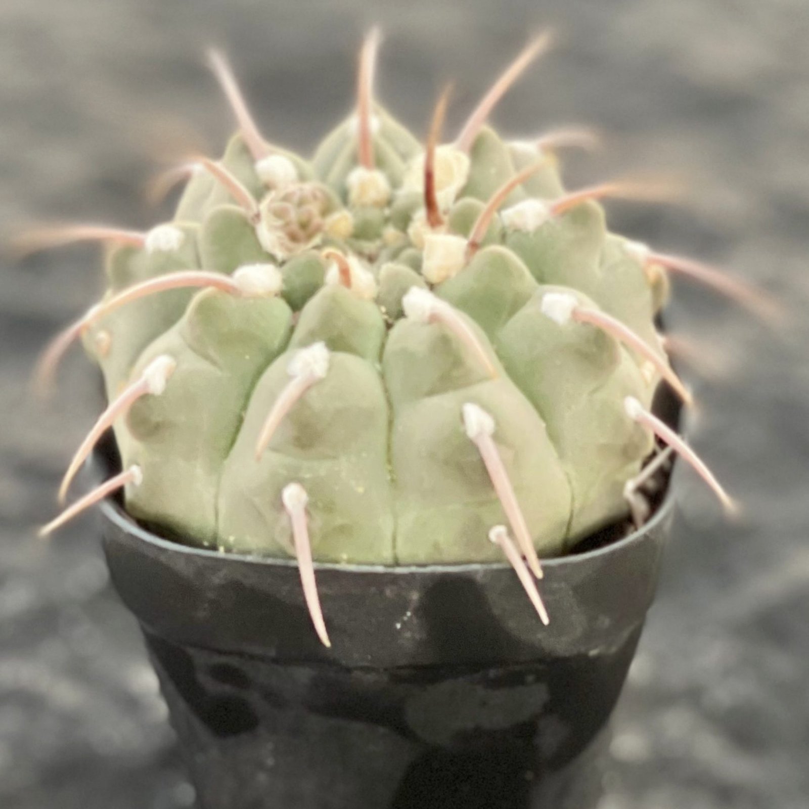 POWERS TO FLOWERS - GYMNOCACTUS ARANCIONE, VASO 10CM DIAMETRO, pianta vera - Powers to flowers - piante e fiori
