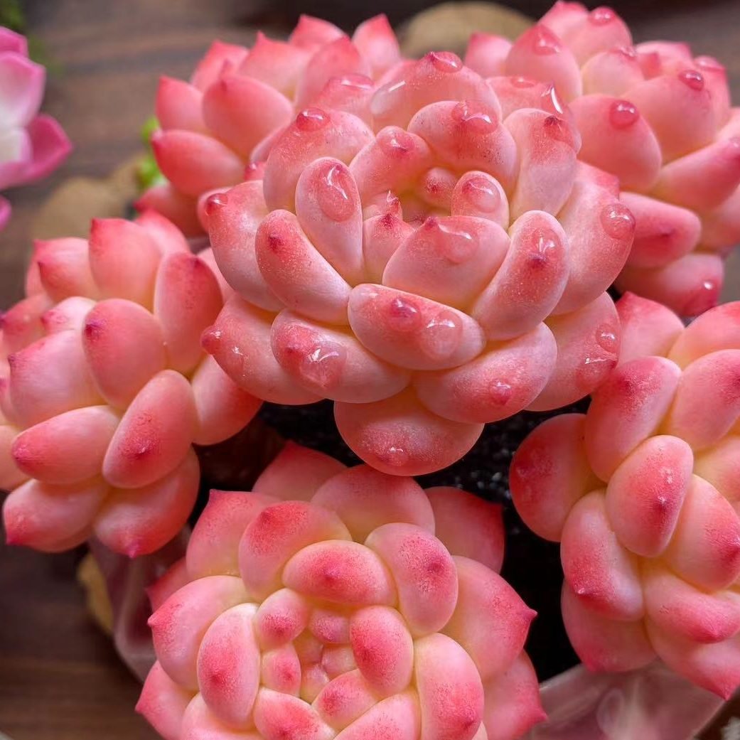 flowers flowers