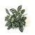 33cm7 fork white cold water leaves (single bunch without pot)