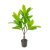 Single pole 3 fork 31 leaf peacock tree 80CM (without pot)