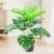 12 turtle dorsal leaves 60CM (without pot)