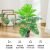 24 turtle dorsal leaves 85CM (without pot)