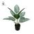9 white gems evergreen (without pot)