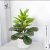 28 white mist ficus 30CM (without pot)