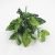 33cm7-forked small white dot leaves (single bunch without pot)