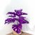 12 purple turtle dorsal leaves 60CM (without pot)