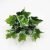 33cm7 fork white sweet potato leaves (single bunch without pot)