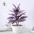 28 mesh flame grass 30CM (without pot)