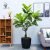 54 Meshiro Mist Ficus 60CM (without pot)