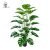 Extended branches 36 leaves Turtle back 132CM (without basin)