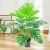 18 turtle dorsal leaves 76CM (without pot)