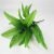 7-fork 21-leaf Persian grass (single bunch without pot)