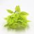 33cm7-fork perennial green leaves (single bunch without pot)
