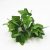 33cm7 fork sweet potato leaves (single bunch without pot)