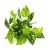 33cm7 fork pothos leaves (single bunch without pot)