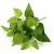 33cm7 fork heart leaves (single bunch without pot)