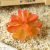 MM209 Autumn Lotus (without pot)