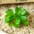 MM208 Green Butterfly Leaf Lotus (without pot)