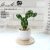 (1 basin box) JH2409 Simulated Cactus Bonsai (Plastic Pot Large)