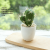 (1 basin box) JH2495 Artificial Cactus Bonsai (Plastic Pot Small)