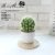 (1 basin box) JH2408 Simulated Cactus Bonsai (Plastic Pot Large)