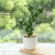 (1 basin box) JH2501 Simulated Cactus Bonsai (Plastic Pot Large)