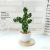 (1 basin box) JH2411 Simulated Cactus Bonsai (Plastic Basin Large)