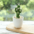 (1 basin box) JH2496 Simulated Cactus Bonsai (Plastic Pot Small)