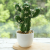 (1 basin box) JH2500 Simulated Cactus Bonsai (Plastic Pot Large)