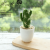 (1 basin box) JH2497 Simulated Cactus Bonsai (Plastic Pot Small)
