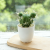 (1 basin box) JH2499 Artificial Cactus Bonsai (Plastic Pot Small)