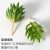 Nuts green