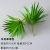 Medium sword grass