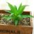 Green Prickly Aloe Vera (without pot)