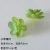 Small apple leaves