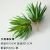 The great sword grass is gray-green