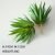 The great sword grass is gray-green