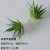 African aloe vera gray
