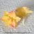 Flocked desert cabbage yellow