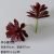 Lotus red
