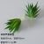 African aloe vera green