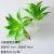 Eight-skinned agave green