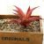 Autumn Aloe Vera (without pot)