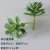 Happy lotus gray-green