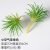 Small air grass green