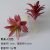 Wild Beauty Red
