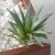Gray-green