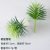 Light welcome pine