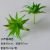 Small aloe vera green
