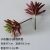 Small stone lotus (small) sensual autumn color